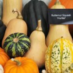 RHS Harvest Festival Show
