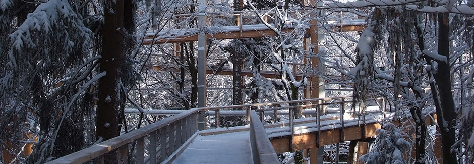 Bavarian Forest