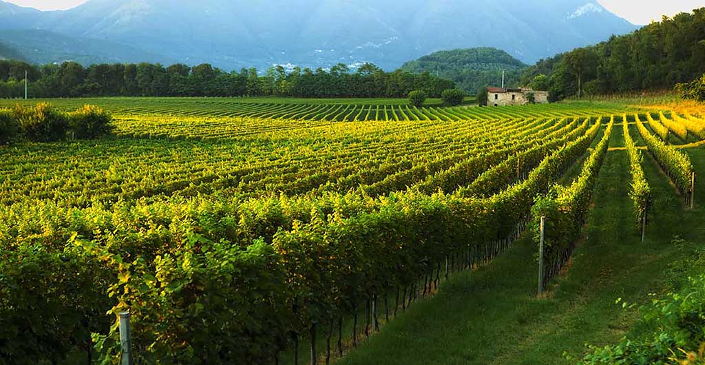 Cantine Redaelli de Zinis vines