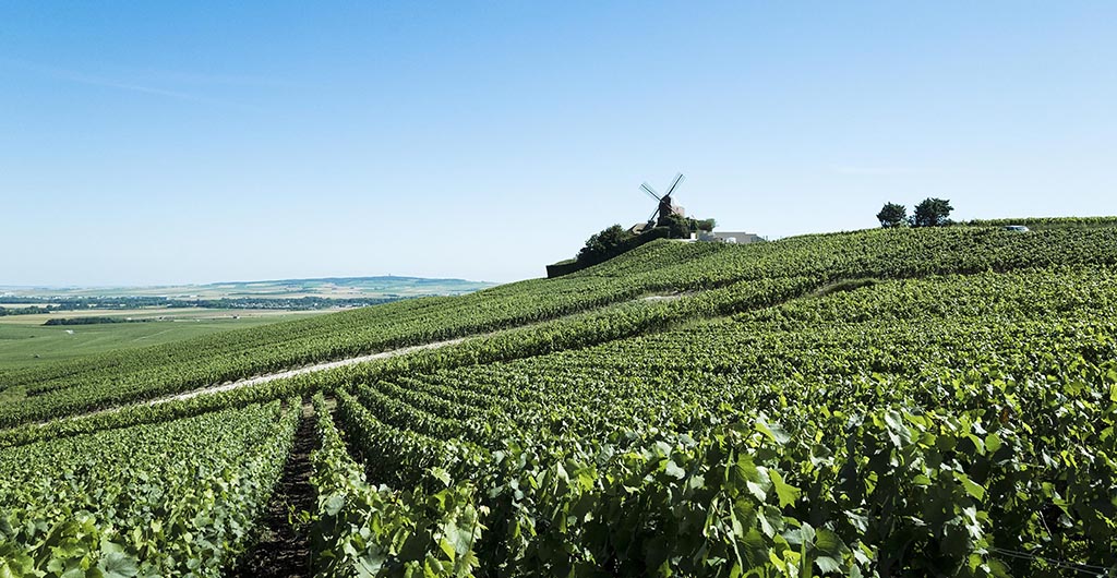 Champagne Mumm Vineyard 2