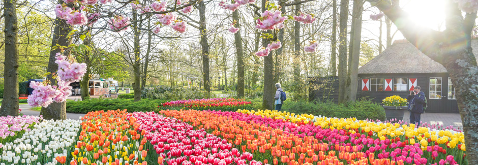 Springtime in Holland
