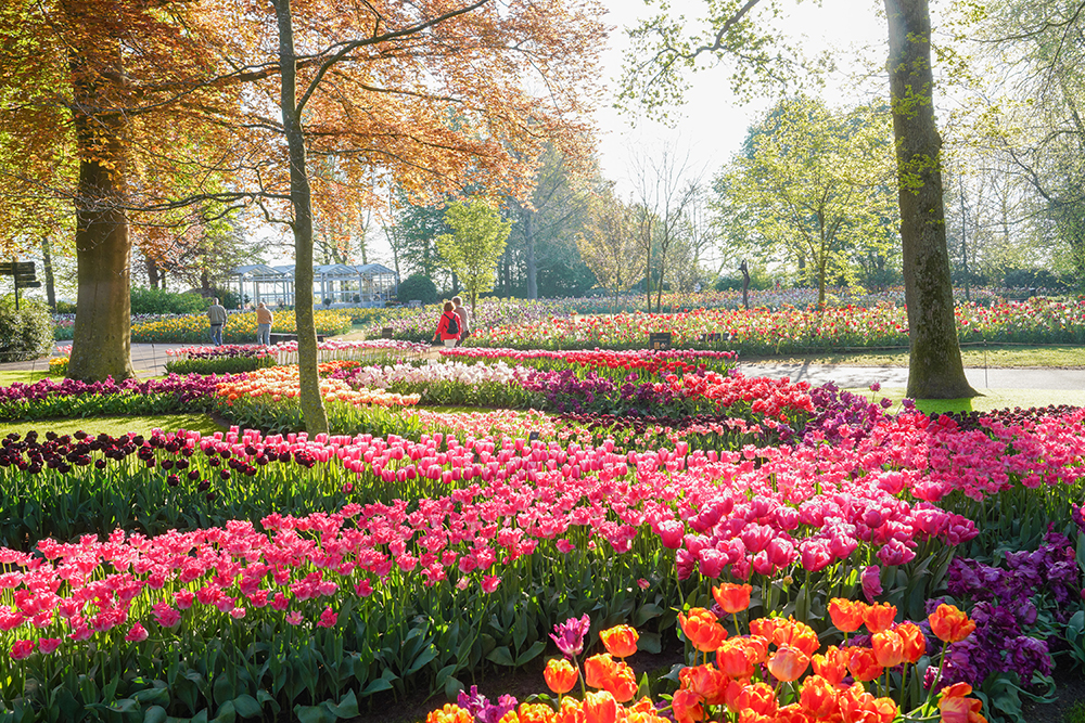 Keukenhof Gardens, holland, the netherlands, tulips