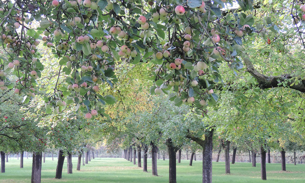 Sheppys Cider Cover Orchard with Apples