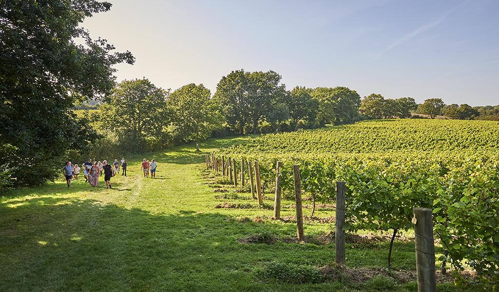 Chapel Down Walking_wine_tour 254