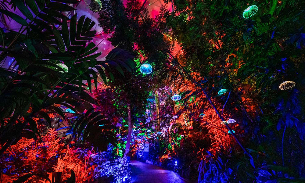 Christmas at the Eden Project Credit Eden Project (14)