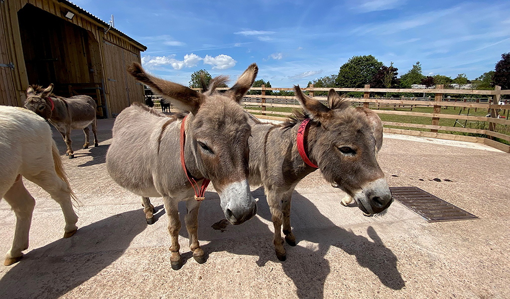 Donkey Sanctuary-Sidmouth-mini-donkeys--June 2025
