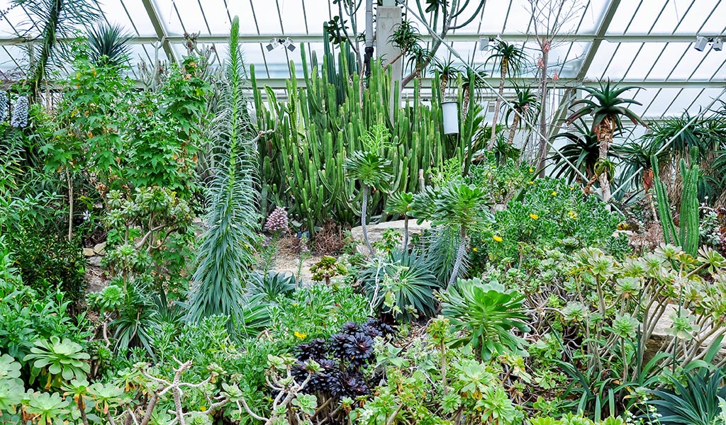 Plants in greenhouse in Kew botanical gardens, London, UK