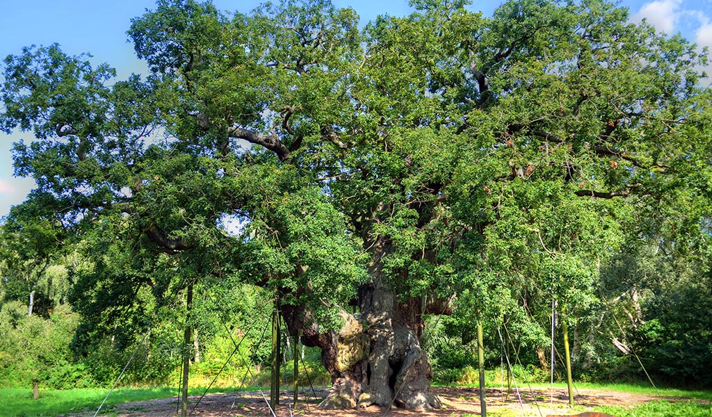Major Oak, Sherwood Forest, Nottinghamshire