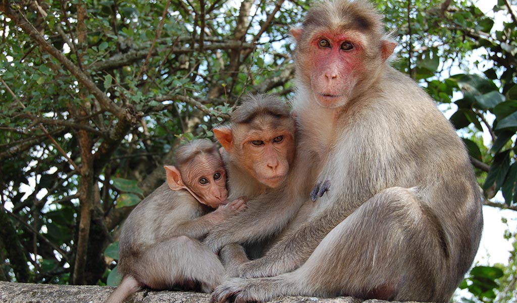 Monkey Haven Credit visitisleofwight.co.uk