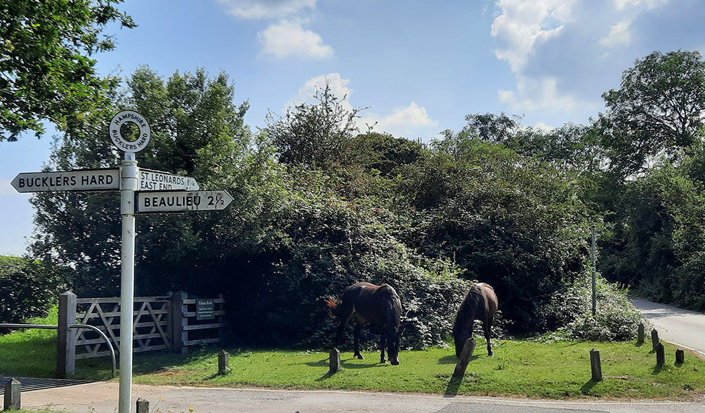 New Forest Ponies