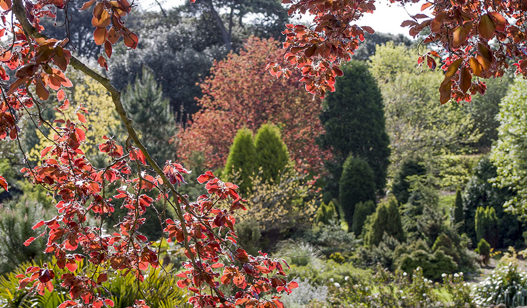 Ventnor Botanic Garden Mediterranean Garden