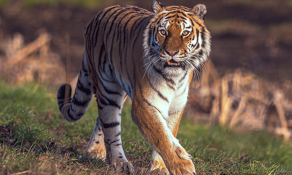 Yorkshire Wildlife Park