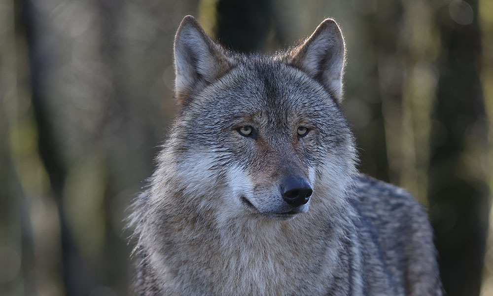 Wild Ireland Wolf